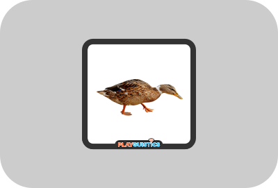 Card-back for 'duck'